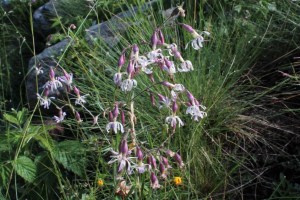 Silene nutans (1200 x 800).jpg_product